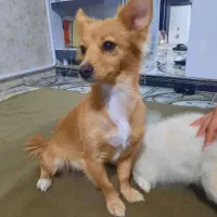 سگ پامر روباهی و توله روباهی خرسی|سگ|پاکدشت, پاکدشت (مامازند)|دیوار