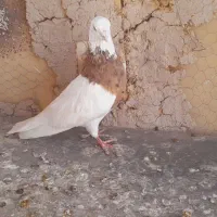 کبوتر طوقی