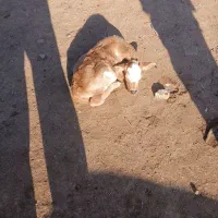 یک عدد گوساله سه روزه ۱۸میلیون بدون تخفیف