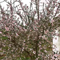 باغ-بادام