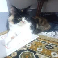 گربه پرشین ماده