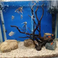 آکواریوم ۶۰ لیتری ماهیران در دار