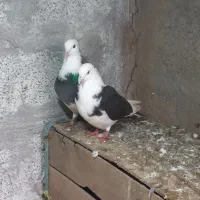 کبوتر زینتی و معمولی