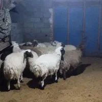 بره صادراتی|حیوانات مزرعه|زاغه, |دیوار