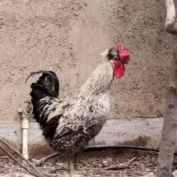 خروس جوان