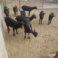 فروش بز مورسیا و سانن|حیوانات مزرعه|تهران, عباسی|دیوار