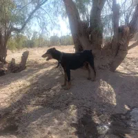 واگذاری سگ دوبرمن ماده