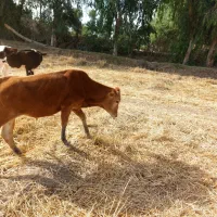 گوساله نر