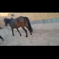 مادیان ۴ سال با کره خر|حیوانات مزرعه|لالی, |دیوار