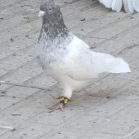 کفتر|پرنده|تربتحیدریه, باغ سلطانی|دیوار