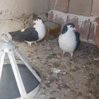 کبوتر .ساده پرشی