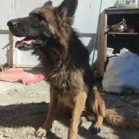 سگ ژرمن شپرد|سگ|بابا حیدر, |دیوار