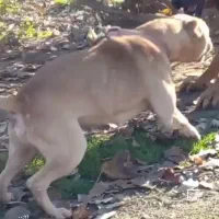 واگذاری حیوان|سگ|سرخنکلاته, |دیوار