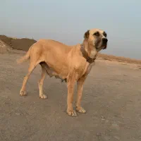 سگ ماده