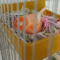 جفت قناری رد فاکتور اورجینال