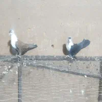 جوجه مخملی کلاهی|پرنده|کرمان, |دیوار
