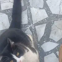 گربه ،گمشده در شهرک نساجی قائمشهر|گربه|قائم‌شهر, |دیوار