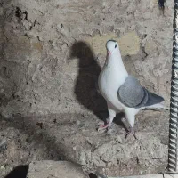 نر بدرنگ دستگردی|پرنده|اصفهان, کشاورزی|دیوار