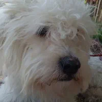 سگ شیتزو نر سفید|سگ|مشهد, کوی دروی|دیوار