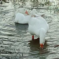 فروش غاز اوکراینی نر و ماده|حیوانات مزرعه|قائمشهر, |دیوار