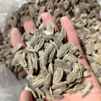 تخمه کانادایی پر مغز