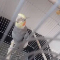 عروس هلندی بسیار زیبا و زبل|پرنده|خمین, |دیوار