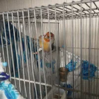 سهره قناری شاه تخم|پرنده|ری, دیلمان|دیوار