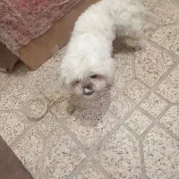 واگذاری سگ|سگ|بهارستان, |دیوار