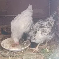 مرغ و خروس