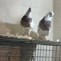 طوقی|پرنده|آبادان, |دیوار