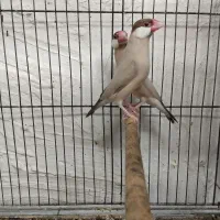 ۱۰ جفت فنچ نرگسی شکلاتی