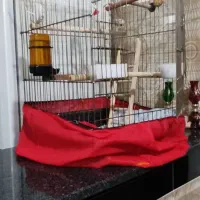 عروس هلندی نر جوان یک ساله و زیبا و خوشرنگ|پرنده|پیرانشهر, |دیوار