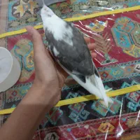 رنگ خاص