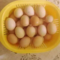 تخم مرغ محلی