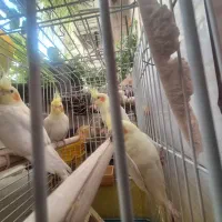 عروس هلندی 4 عدد جفت|پرنده|اندیشه, شهرک مریم|دیوار