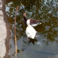 غاز فروشی چاق و سرحال|حیوانات مزرعه|عنبرآباد, |دیوار