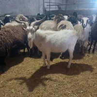 بز نر سانن چهار دندان اصل واسه نسل کشی|حیوانات مزرعه|سروآباد, |دیوار