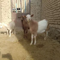 بز بزغاله سانن الپاین