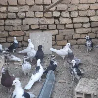 کبوتر پرشتی