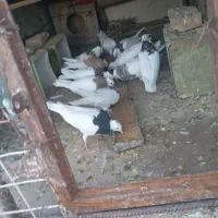 کبوتر|پرنده|نرماشیر, |دیوار