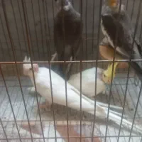 پرنده|پرنده|شیراز, کوشک میدان|دیوار