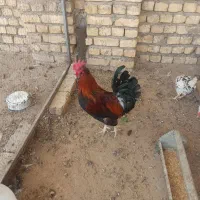 خروس|حیوانات مزرعه|اصفهان, کوی امیریه|دیوار
