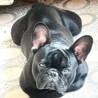 فرنچ بولداگ جهت کشش