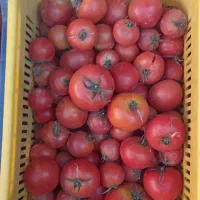 گوجه گوشتی|خوردنی و آشامیدنی|مبارکه, |دیوار