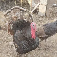 بوقلمون طبیعی