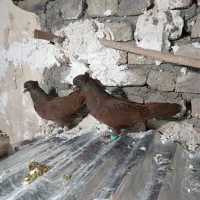 کفتر کبوتر|پرنده|بروجرد, |دیوار