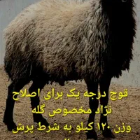 دامداری بزرگ ابوالفضل در شال بامجوز|حیوانات مزرعه|شیراز, احمدآباد|دیوار