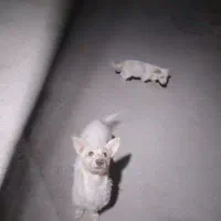 سگ پاکوتاه پدرپسرمعاوضه باکفتر|سگ|زرند, |دیوار