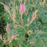 فروش گل محمدی معطر جهت گلاب و مربا