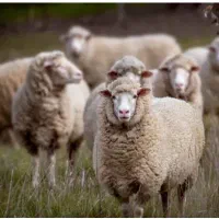 دوره ی پرورش گوسفند و پروار بندی بره